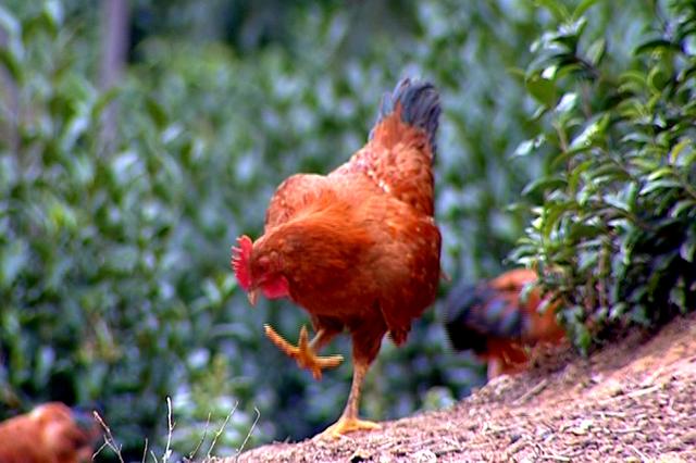 开云电竞:尴尬!拜仁成德国最不受欢迎球队 弱旅荣登榜首(图1) 开云电竞官网