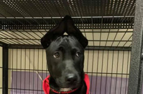 琼乔·肯尼当选8月份德甲最佳新秀“开云电竞官网”(图1) 开云电竞官网