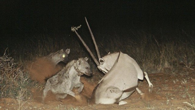 开云电竞官网-图片报介绍多特蒙德目标,16岁时被阿森纳看中(图4) 开云电竞