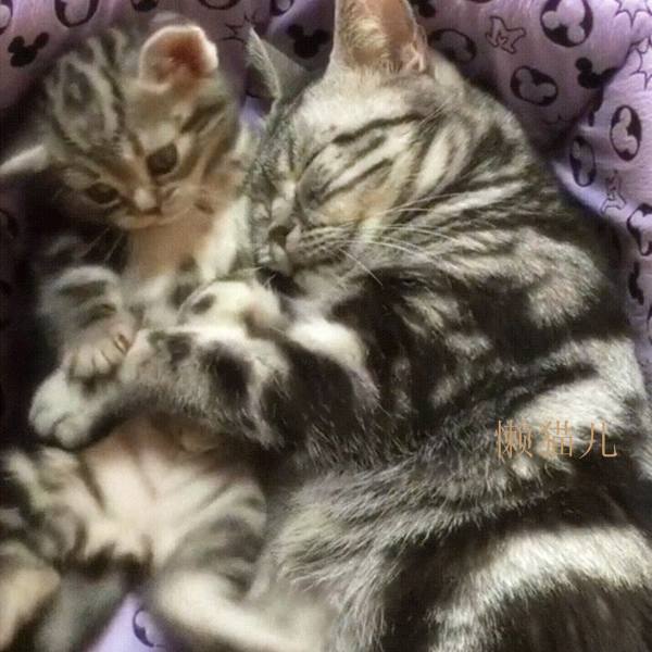 开云电竞app下载安装