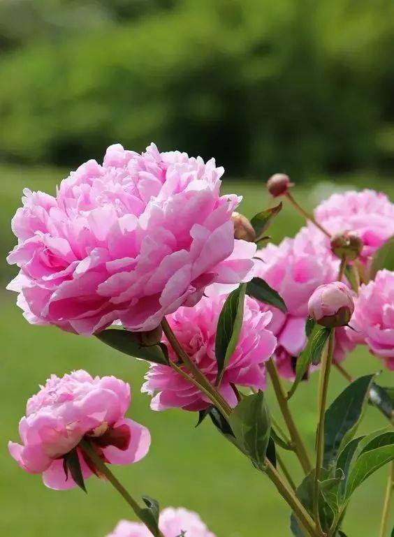 “开云电竞app下载安装”曝多家豪门有意拉基蒂奇 拜仁PK巴黎加入争夺战(图1) 开云电竞官网